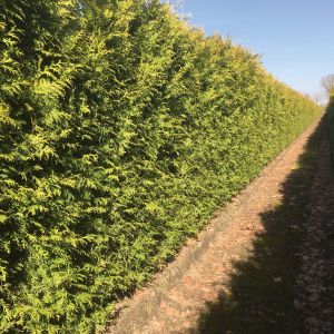 Thuja occidentalis Brabant | White cedar Brabant 1