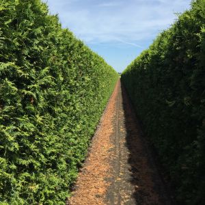 Thuja occidentalis Brabant | Thuya du Canada Brabant 3