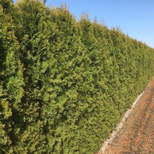 Thuja occidentalis Smaragd | White cedar Smaragd 1