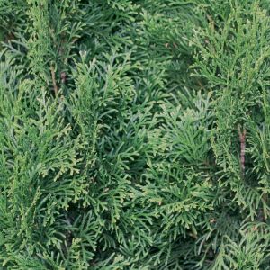 Thuja occidentalis Smaragd | White cedar Smaragd 3