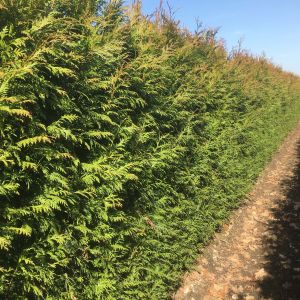 Thuja plicata Martin | Riesen lebensbaum Martin 2
