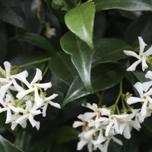 Trachelospermum jasminoides | Jasmin étoilé 1