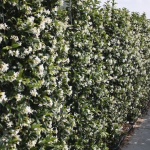 Trachelospermum jasminoides | Jasmin étoilé 2