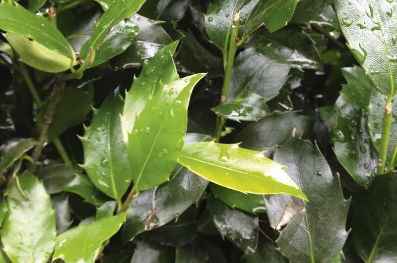 Ilex meserveae Blue Maid | Hulst Blue Maid