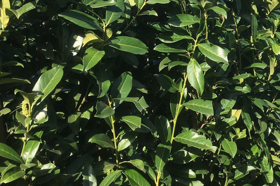 Prunus laurocerasus Genolia | Laurierkers Herbergii Genolia
