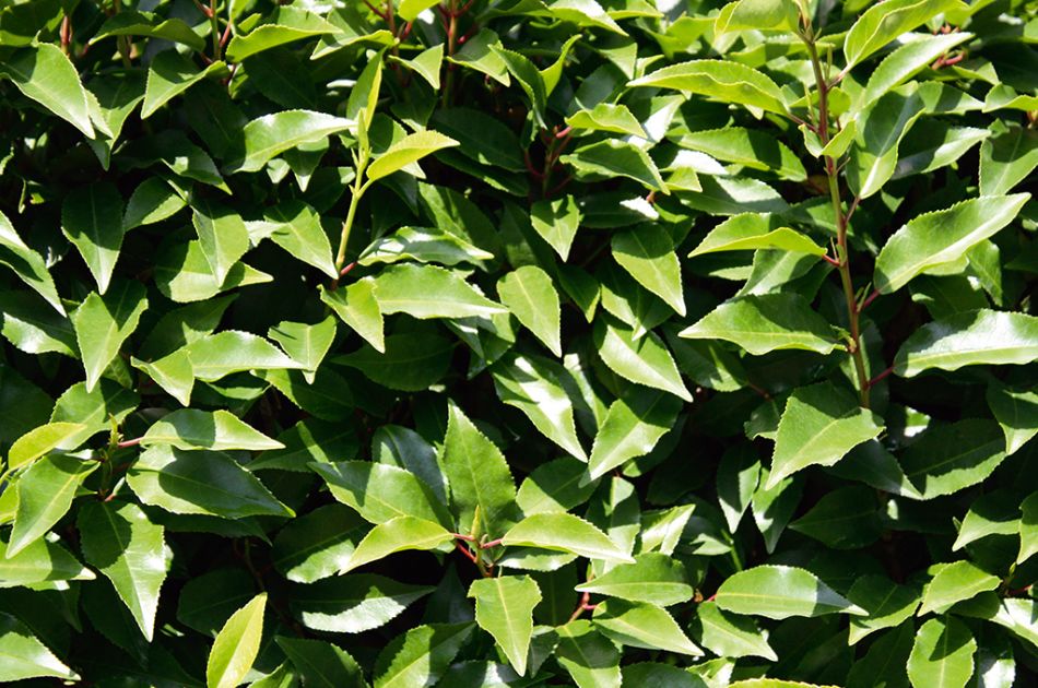 Prunus lusitanica Angustifolia | Portugese laurier