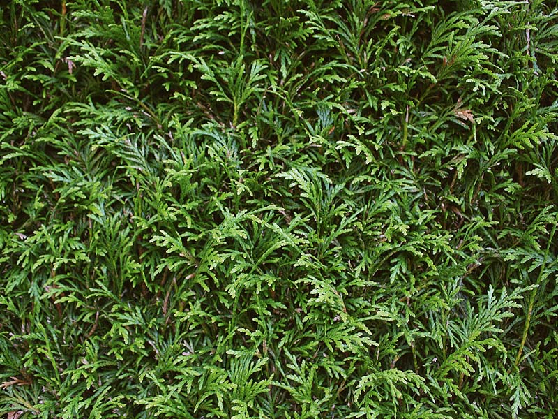 Thuja plicata Martin | Reuzenlevensboom Martin