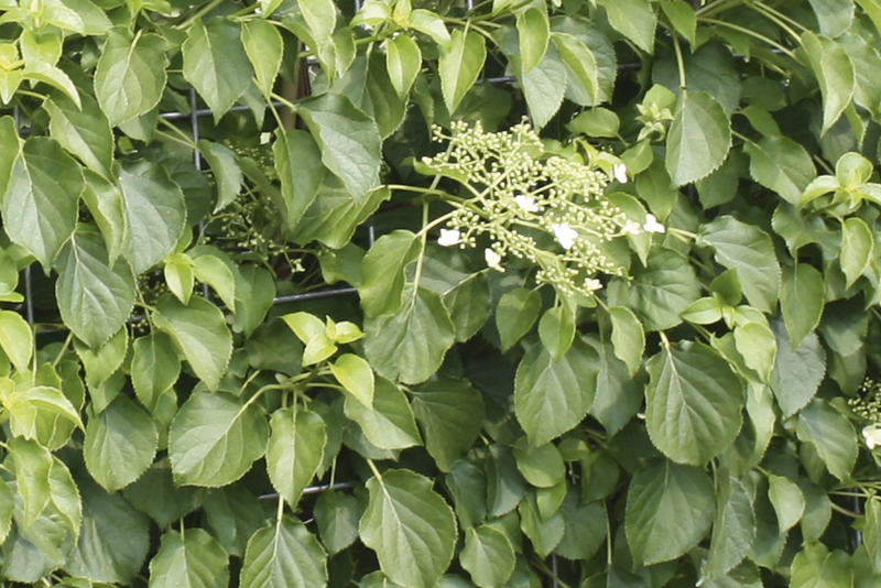 Hydrangea anomala petiolaris | Klimhortensia