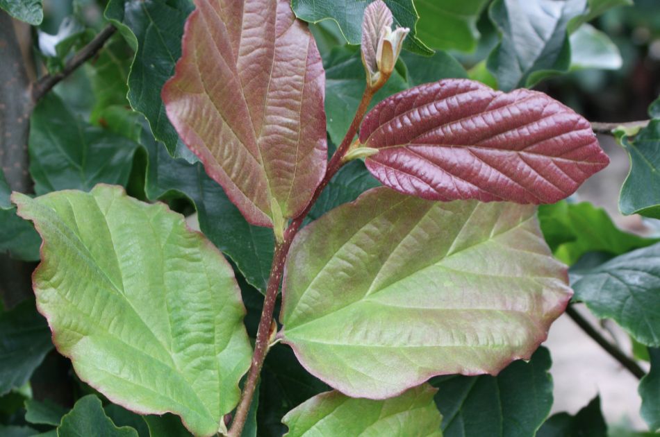 Parrotia persica Vanessa | Perzisch IJzerhout