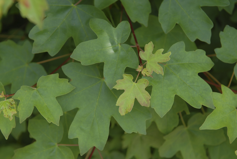 Acer campestre | Feldahorn