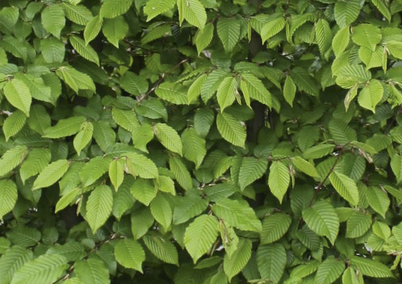 Carpinus betulus | Charme