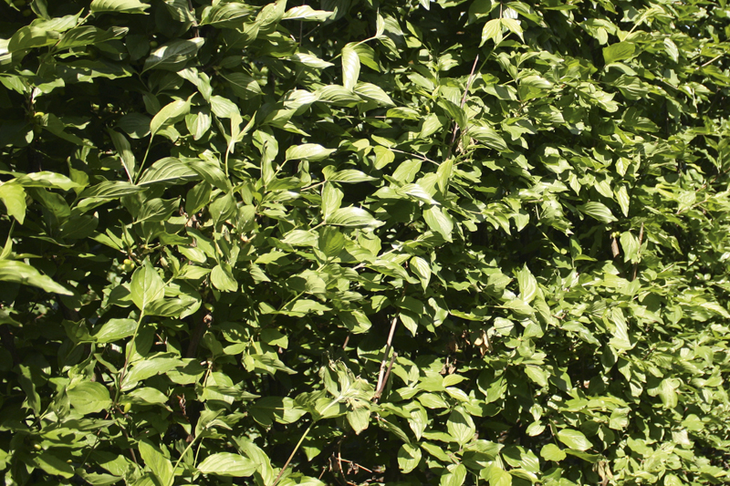 Cornus mas | Cornouiller jaune