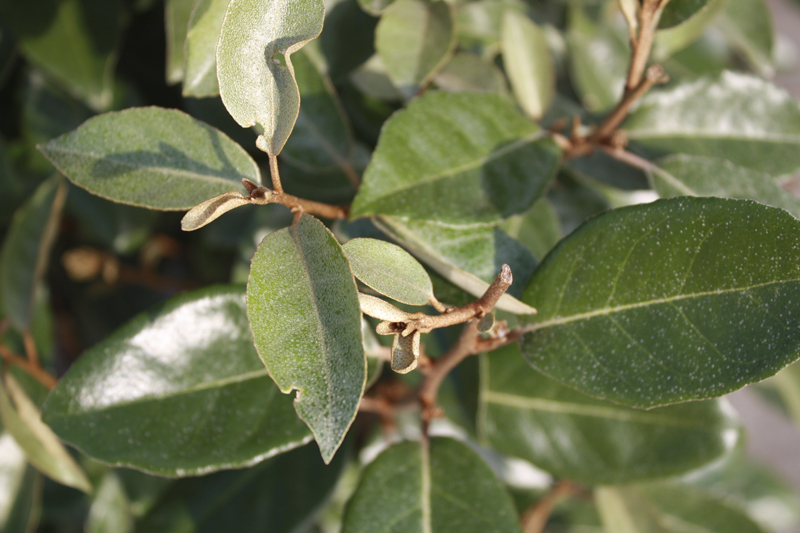 Elaeagnus ebbingei | Silver berry