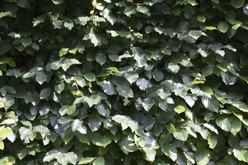 Fagus sylvatica | Rotbuche