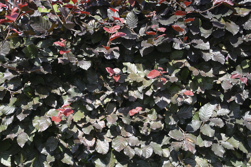Fagus sylvatica Atropunicea | Blutbuche