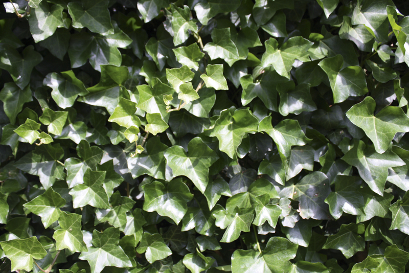 Hedera hibernica | Efeu