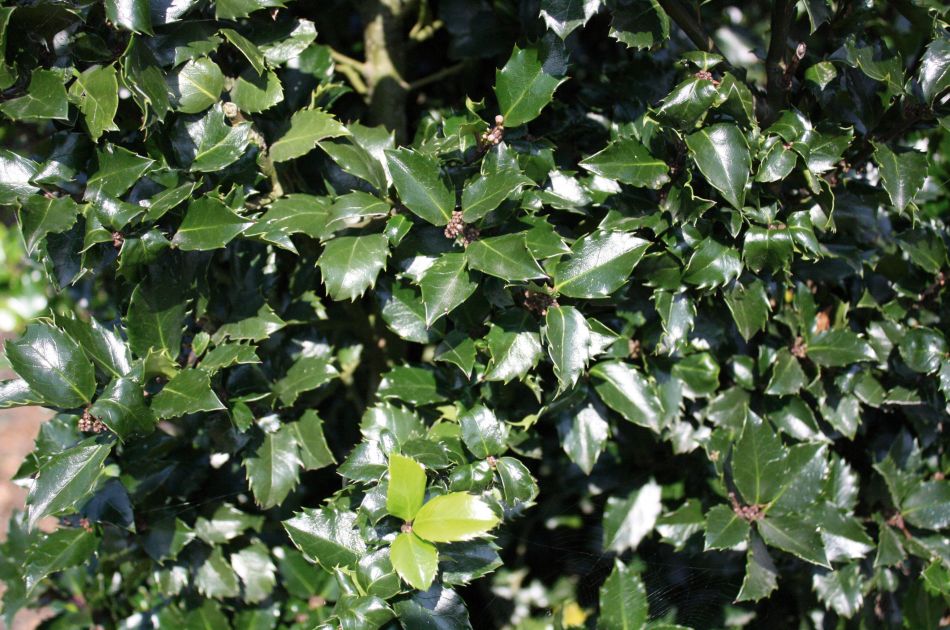 Ilex meserveae Blue Prince | Blue Prince holly