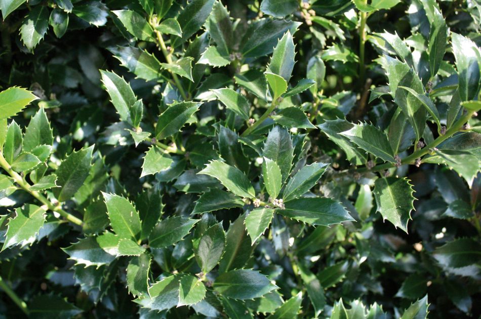 Ilex meserveae Heckenpracht | Heckenpracht Holly