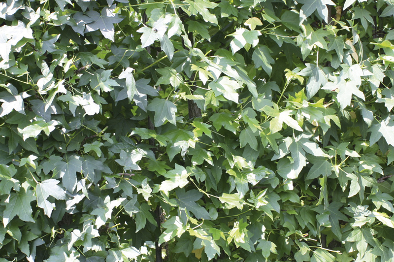 Liquidambar styraciflua | Sweet gum