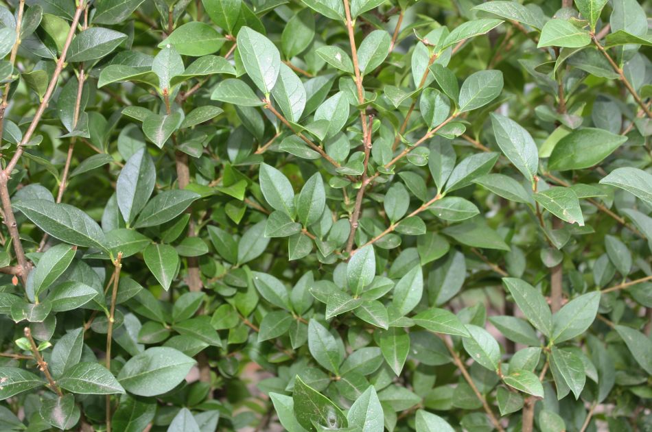 Ligustrum ovalifolium | California privet