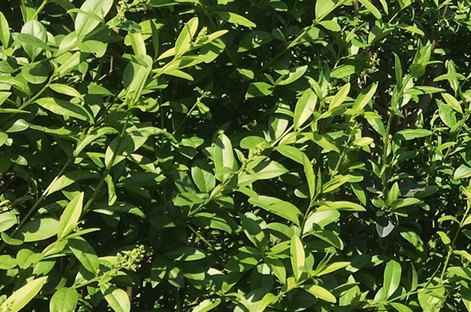 Ligustrum vulgare Atrovirens | California privet
