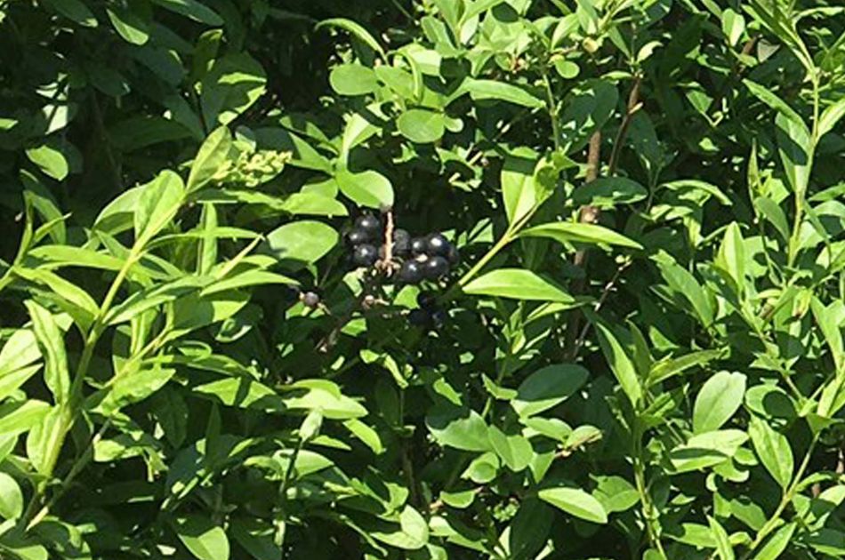 Ligustrum vulgare Atrovirens | Troène de Californie
