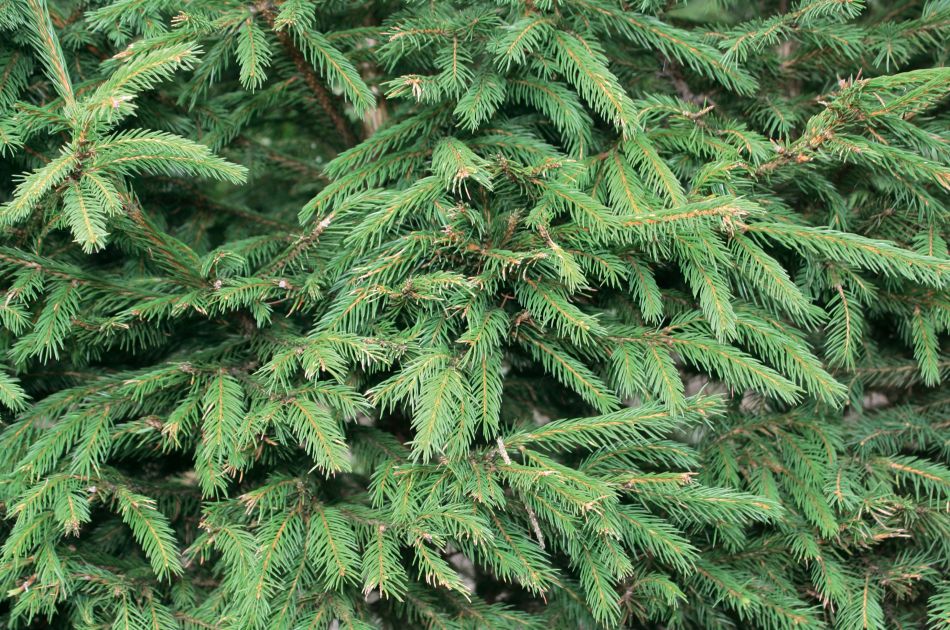 Picea abies | Norway Spruce