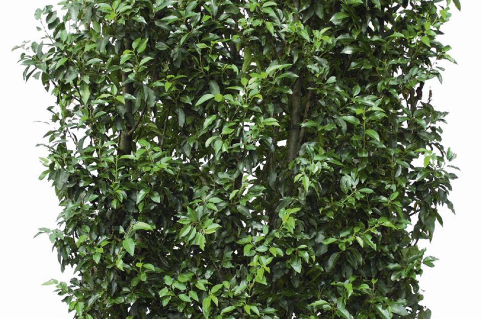 Prunus lusitanica Angustifolia | Portugiesische Kirschlorbeer