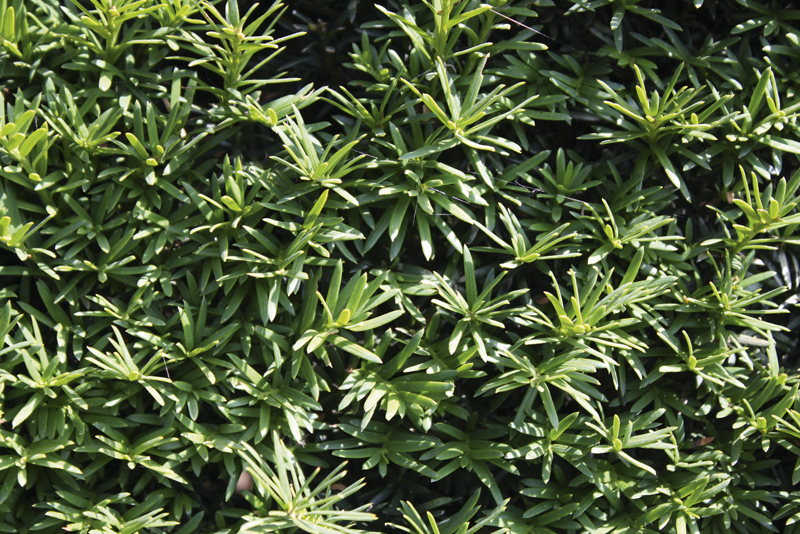 Taxus baccata | European yew