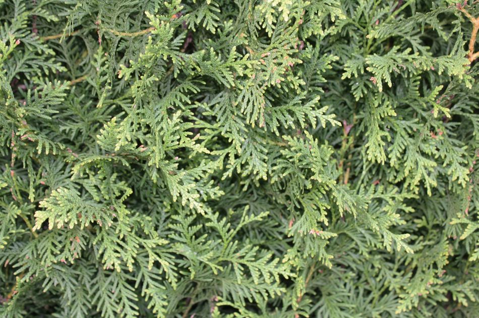 Thuja occidentalis Brabant | Lebensbaum Brabant