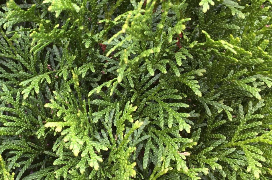 Thuja occidentalis Smaragd | White cedar Smaragd