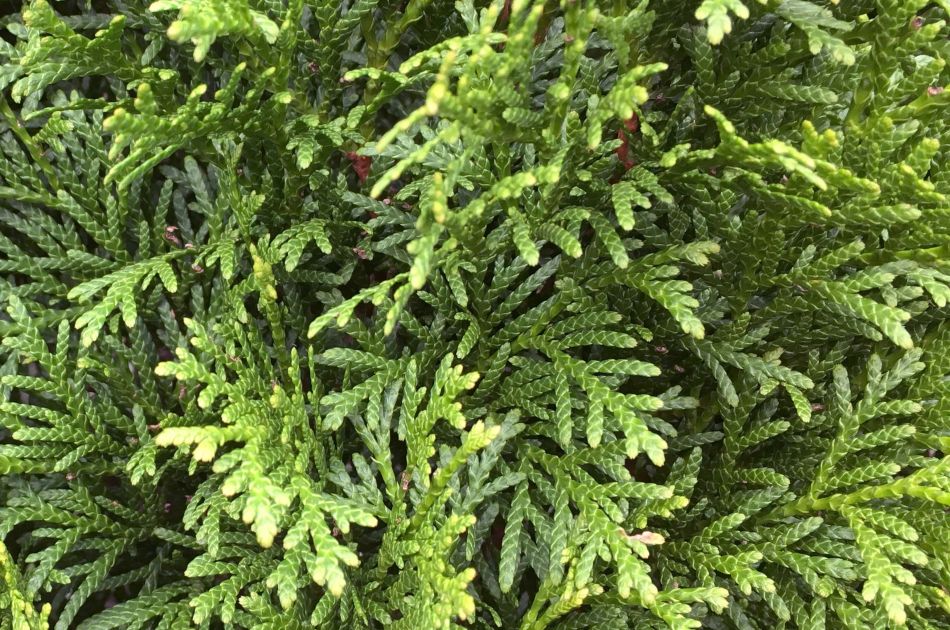 Thuja occidentalis Smaragd | Thuya du Canada Smaragd