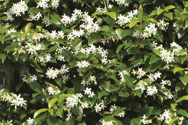 Trachelospermum jasminoides | Sternjasmin
